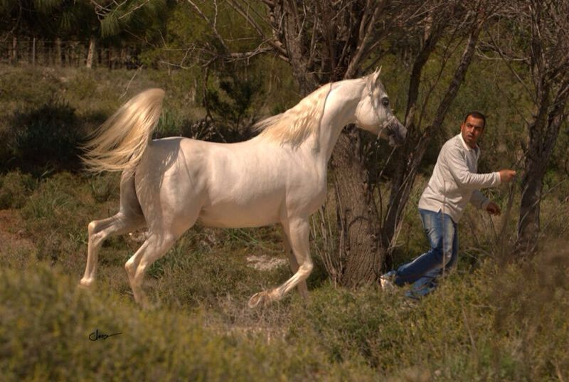  خيول من اللد والرملة ستُشارك في بطولة جمال الخيول العربية في الأردن 